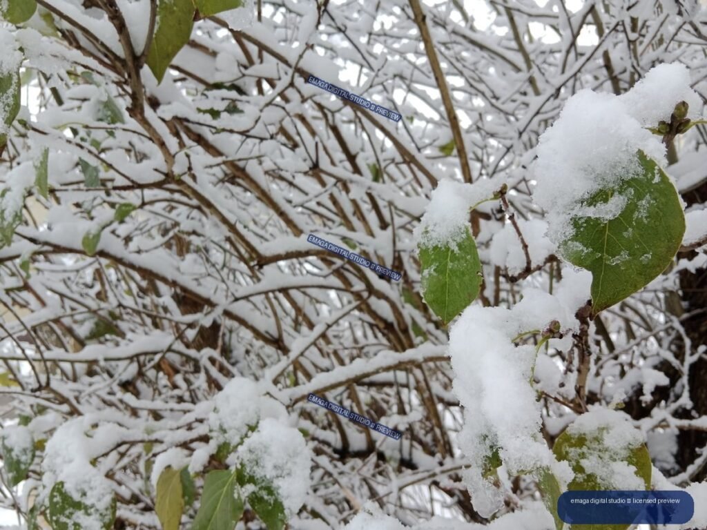 Snow-covered branches with several green leaves in a close-up winter scene.