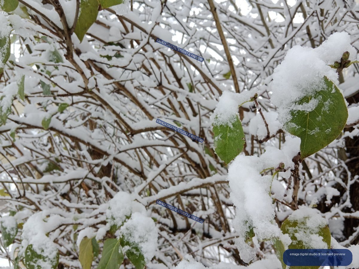 Snow-covered branches with several green leaves in a close-up winter scene.
