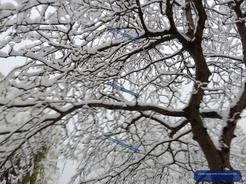 Snow-covered branches of a large tree against an overcast sky, with faint buildings behind.
