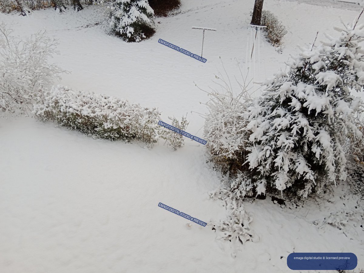 Snow-covered garden with frosted shrubs, evergreen trees, and a distant clothesline.