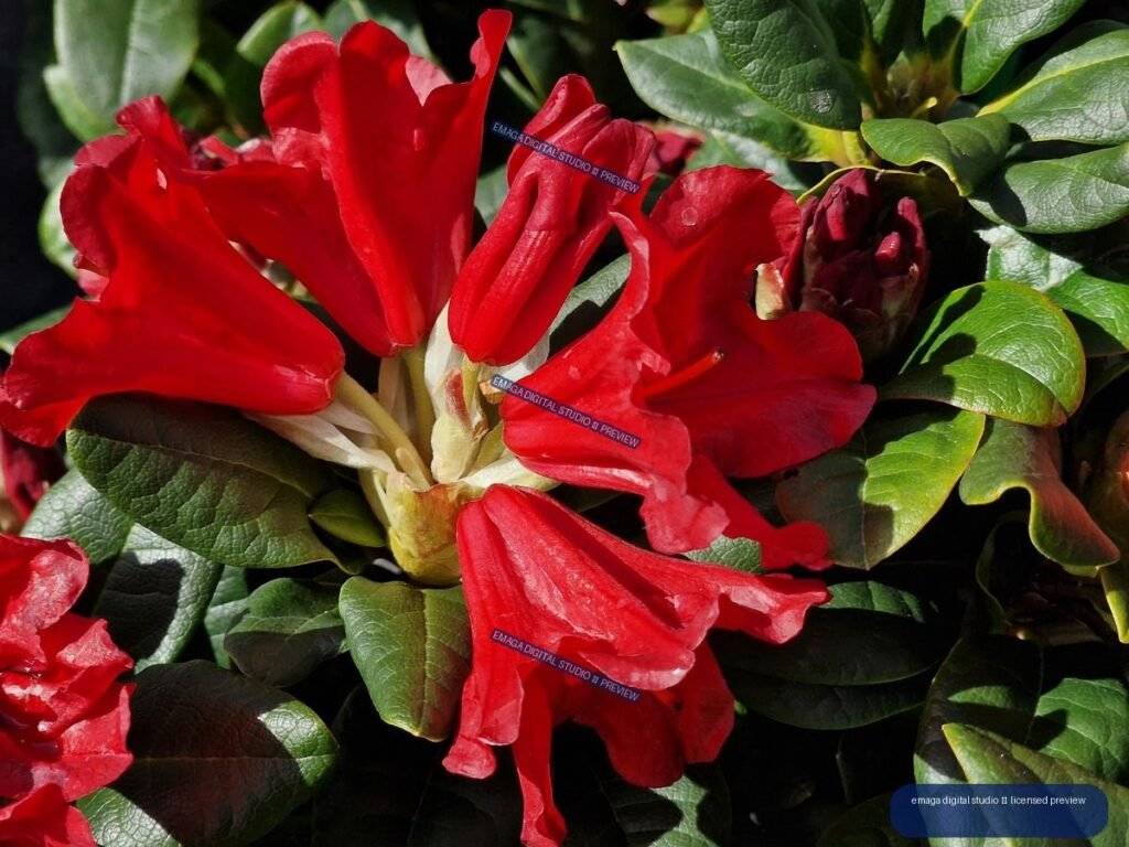 Close-Up of Red Rhododendron Flowers Among Evergreen Leaves — Hortulus Gardens, Dobrzyca