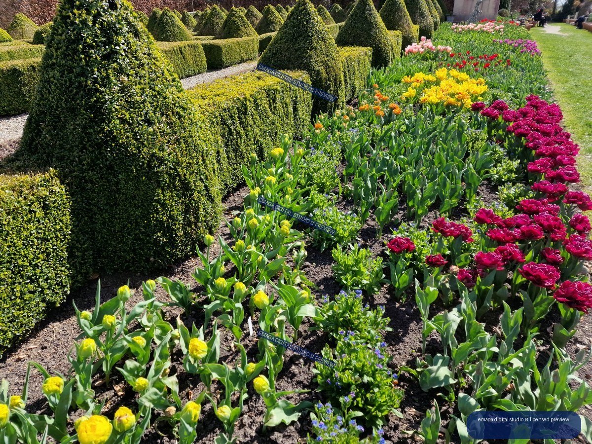 Colorful Tulip Beds and Geometric Topiary in a Formal Garden — Hortulus Gardens, Dobrzyca