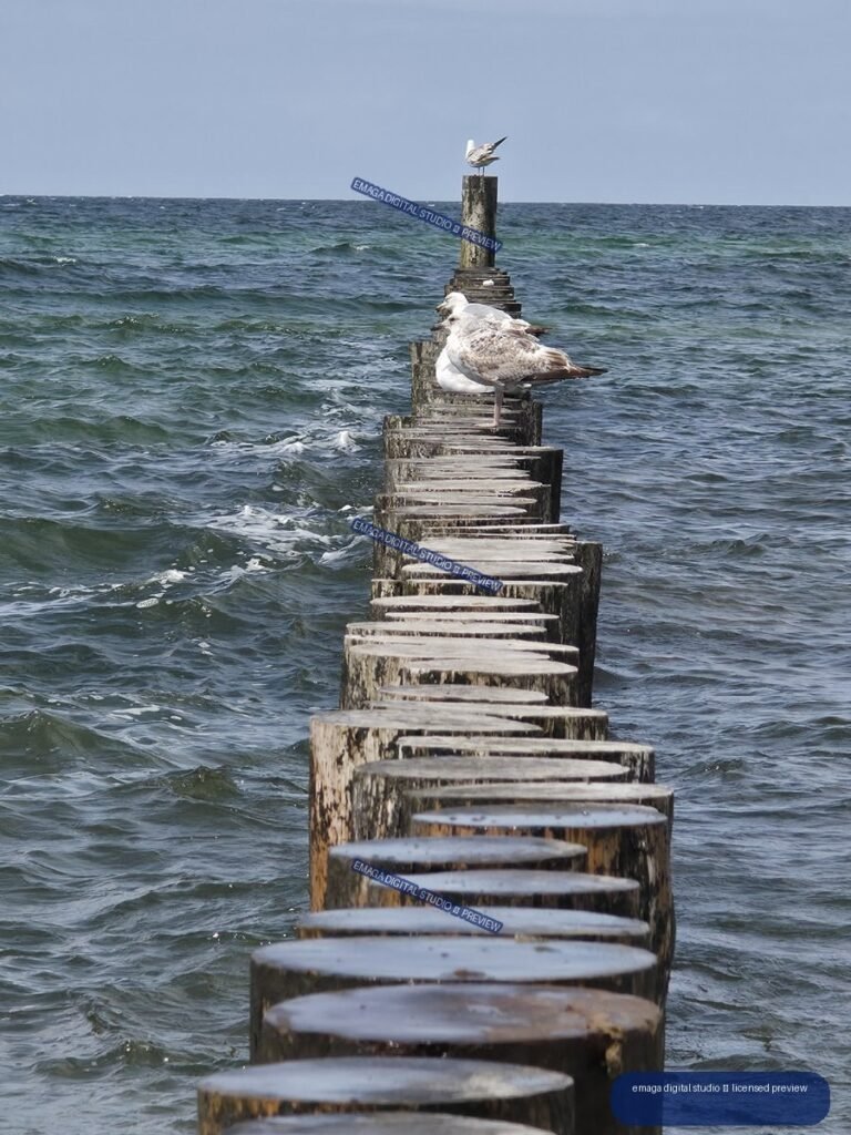 Several seagulls perch on a weathered wooden breakwater extending into choppy blue-green water beneath a pale sky.