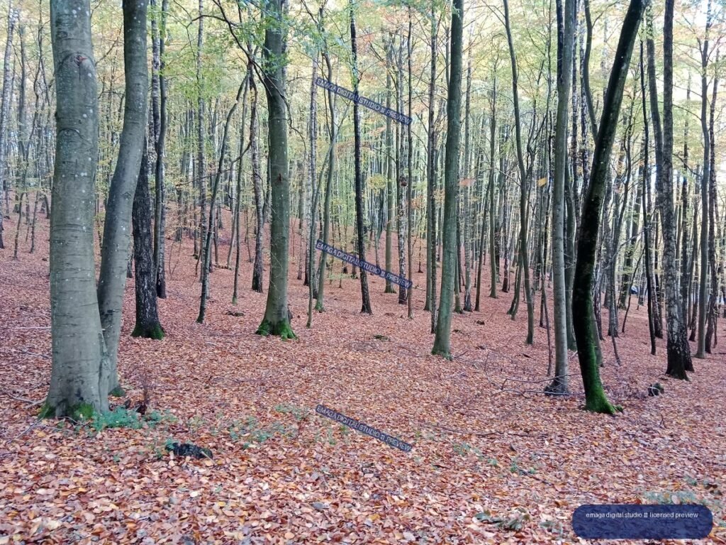 Autumn forest with tall slender trees and a ground covered in fallen brown and rust-colored leaves.