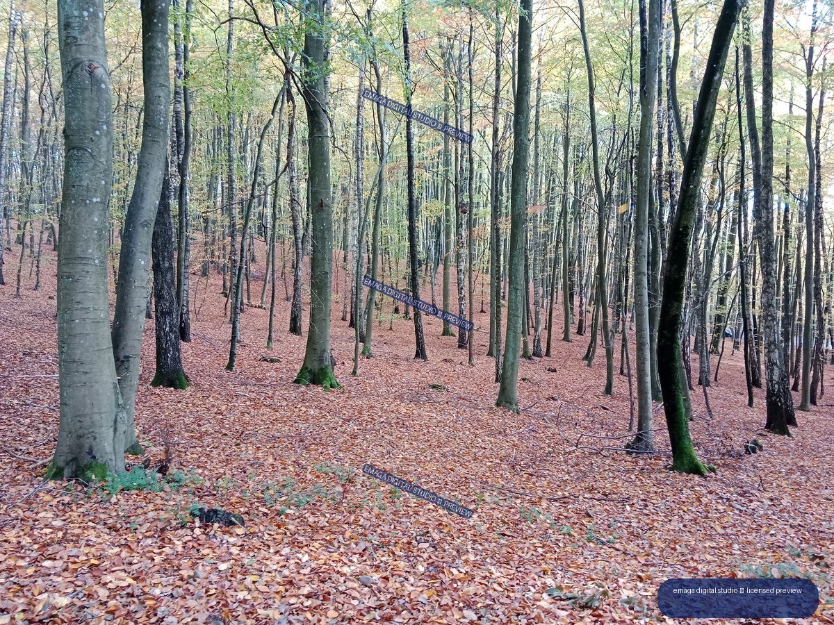 Autumn forest with tall slender trees and a ground covered in fallen brown and rust-colored leaves.
