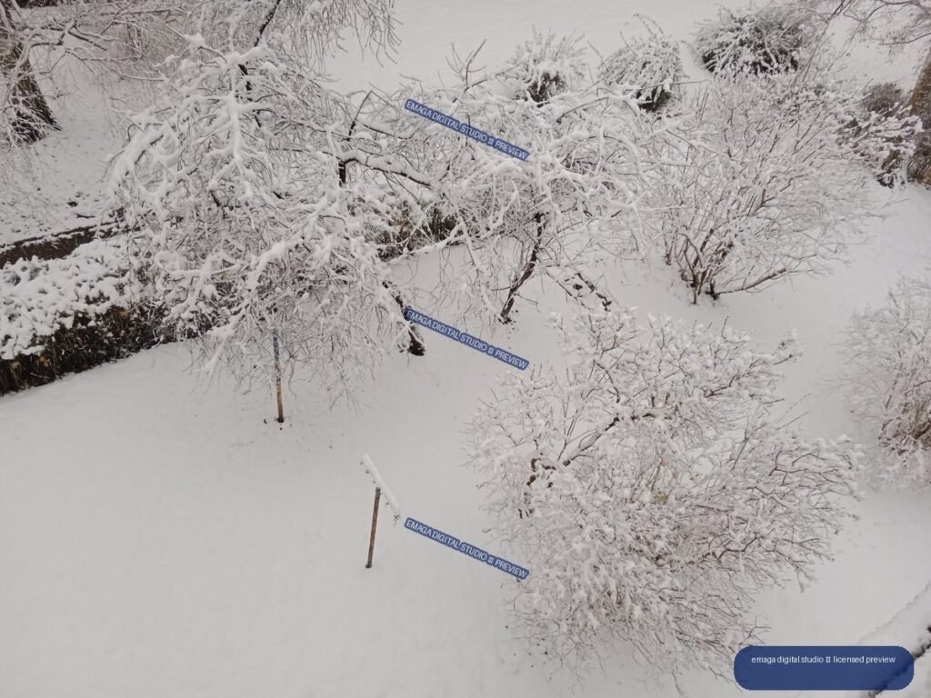 Snow-covered garden with heavily frosted branches, shrubs, and slender stakes emerging from deep white snow.