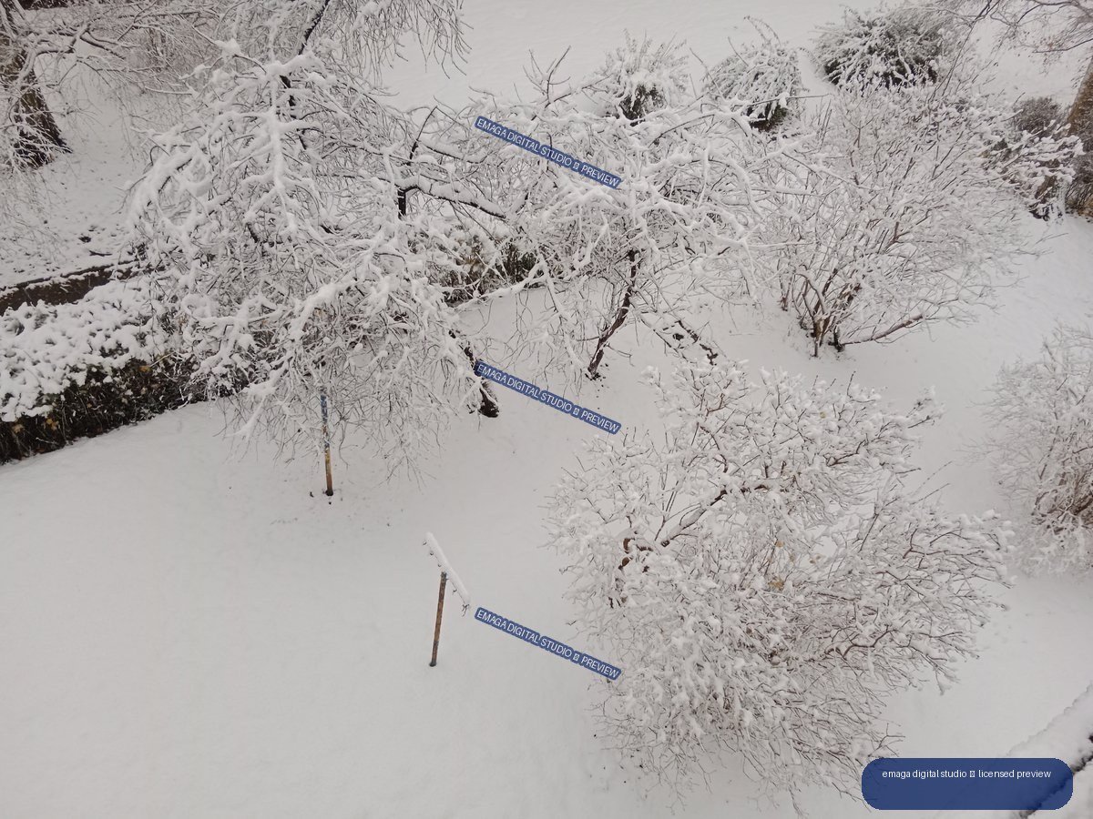 Snow-covered garden with heavily frosted branches, shrubs, and slender stakes emerging from deep white snow.