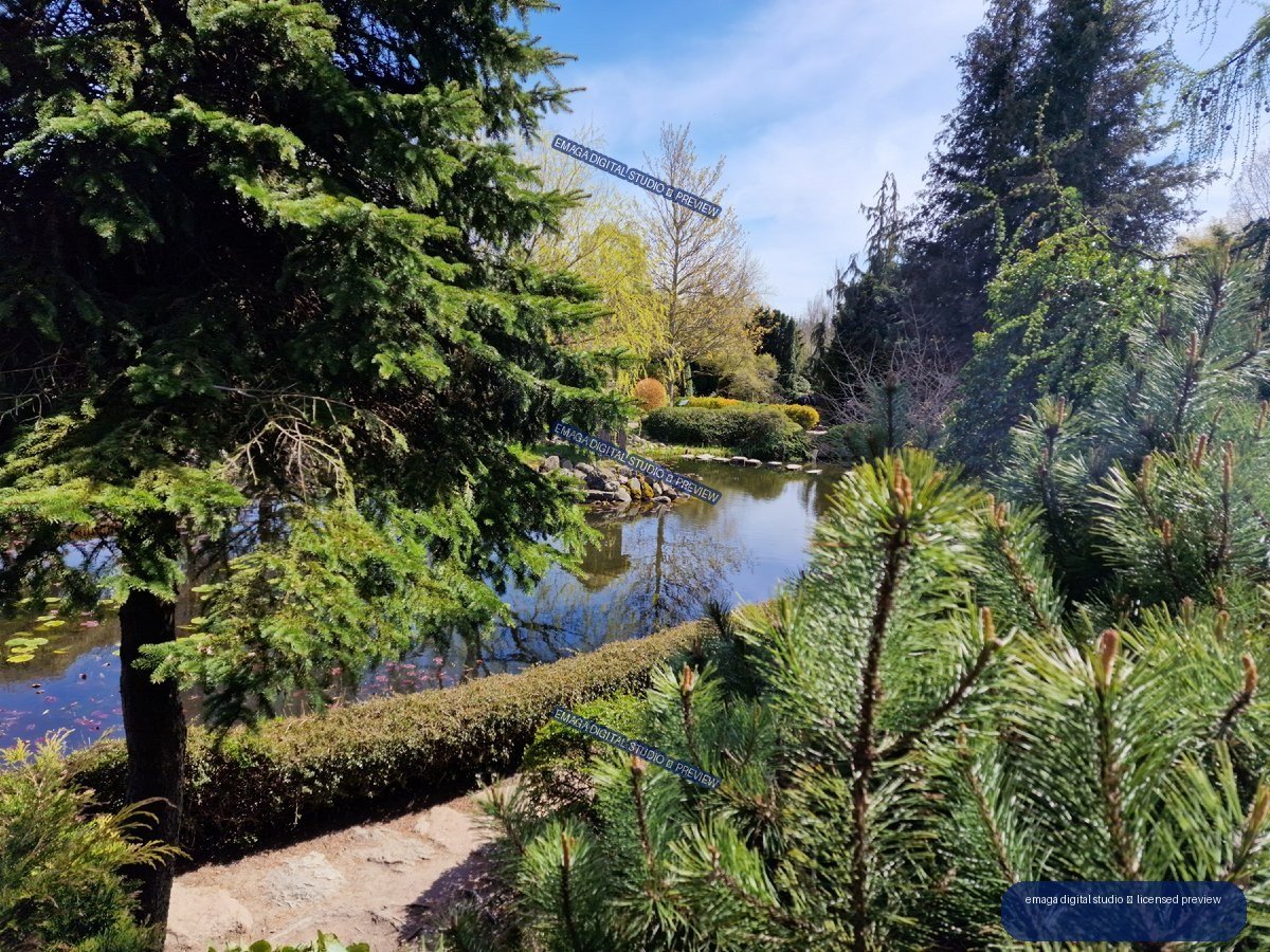 Landscaped garden pond framed by evergreen trees in sunlight — Hortulus Gardens, Dobrzyca