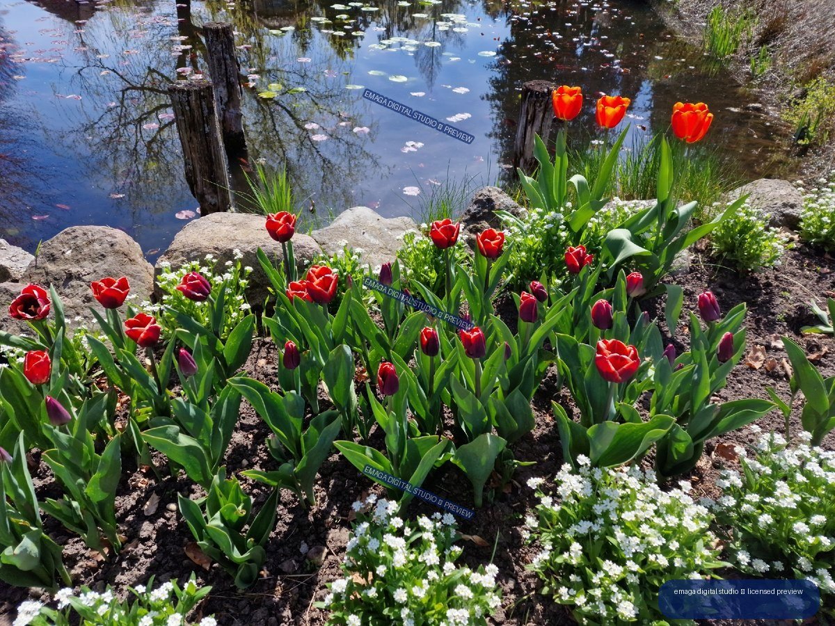Red Tulips Blooming Beside a Reflective Garden Pond