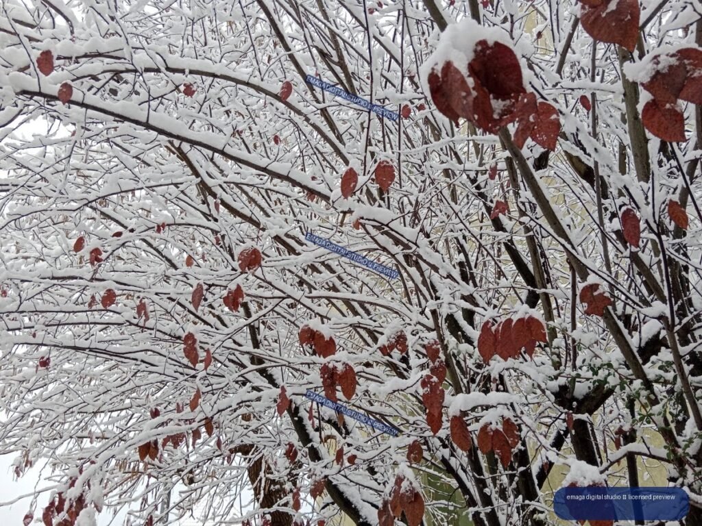 Snow-covered tree branches with scattered reddish-brown leaves in a dense winter thicket.