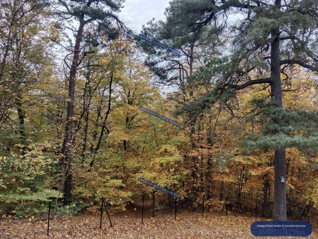 Autumn woodland with golden deciduous foliage, tall pine trees, fallen leaves, and a wire fence.
