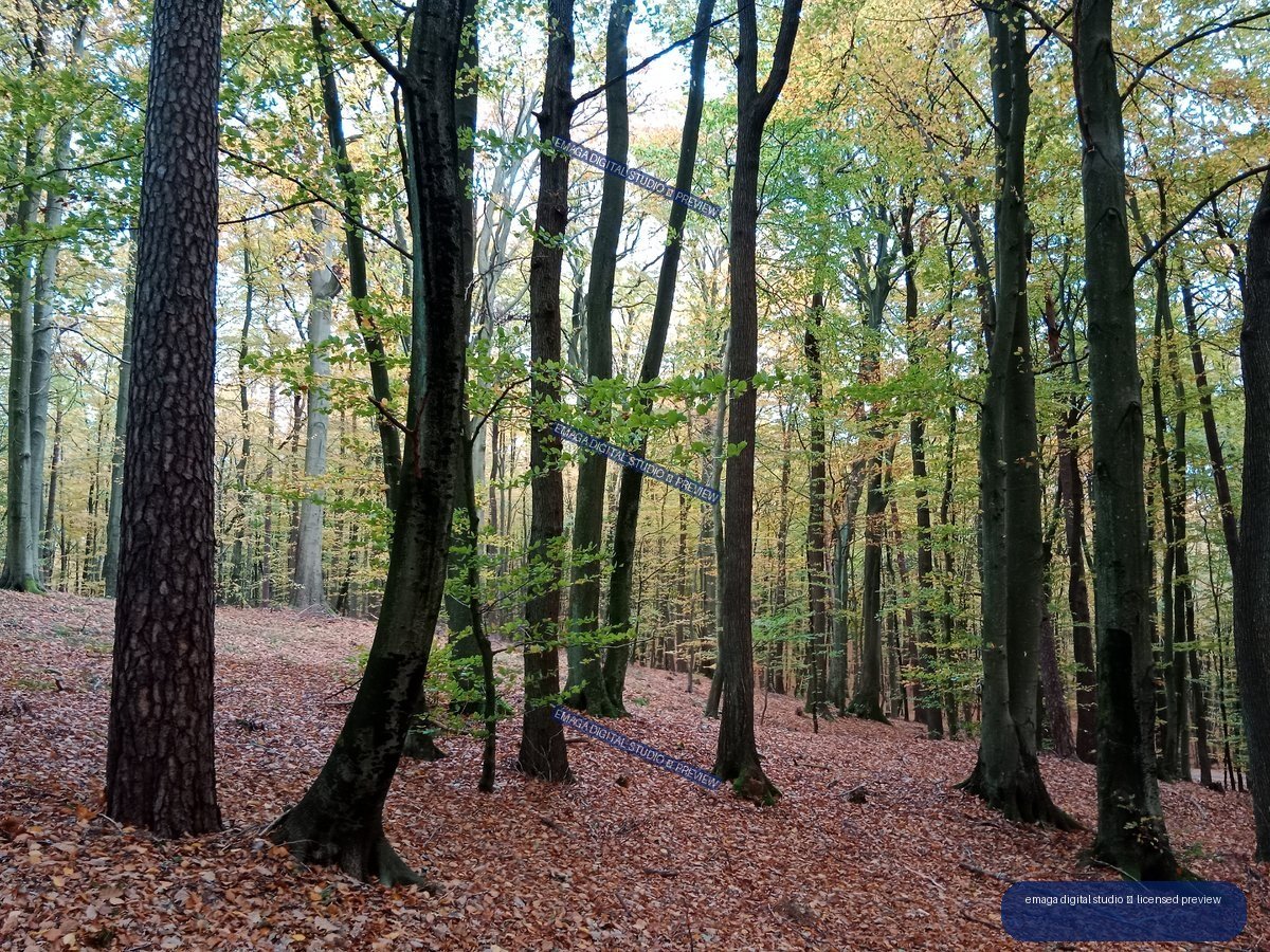 Autumn forest with tall tree trunks, mixed green and yellow foliage, and a leaf-covered sloping floor.