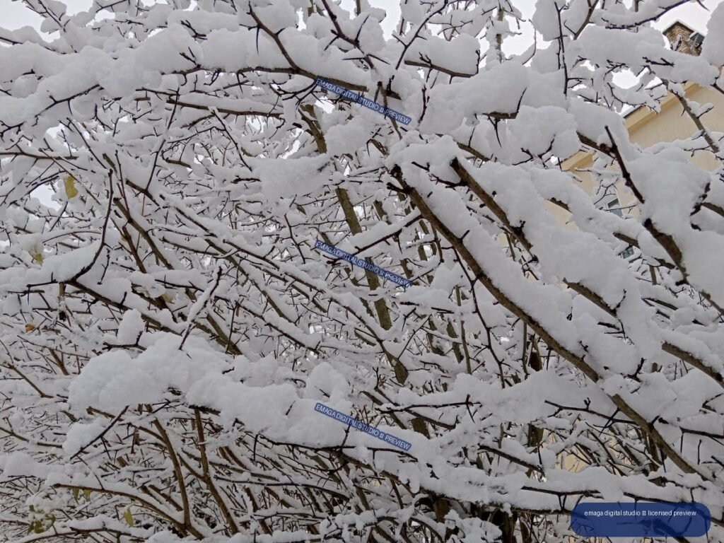 Bare tree branches heavily covered in snow, with partial residential buildings visible behind them.