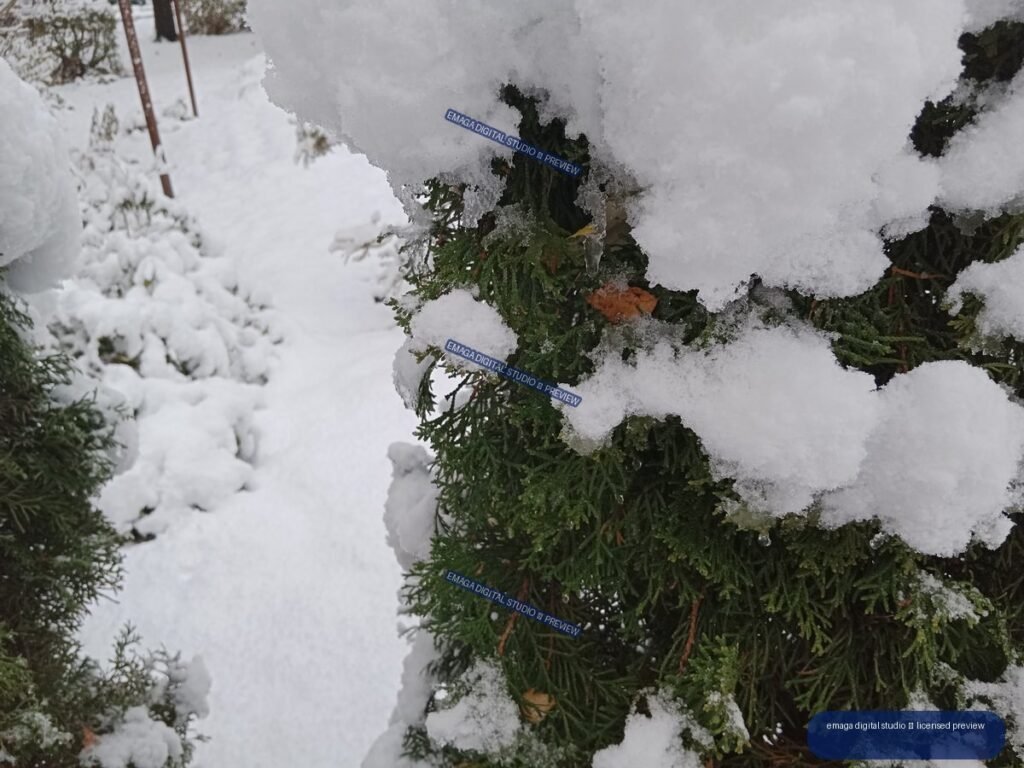 Snow-laden evergreen branches beside a snowy path in a winter landscape.