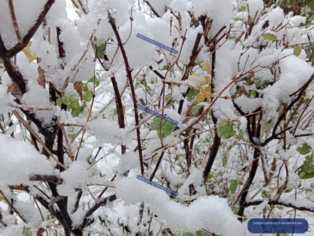 Close-up of snow-covered shrub branches with scattered green and yellow leaves.