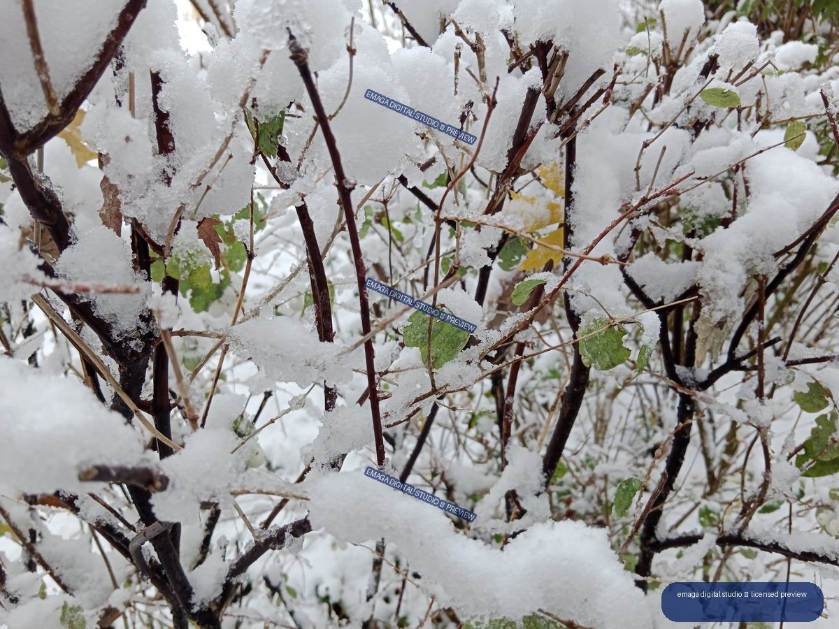 Close-up of snow-covered shrub branches with scattered green and yellow leaves.