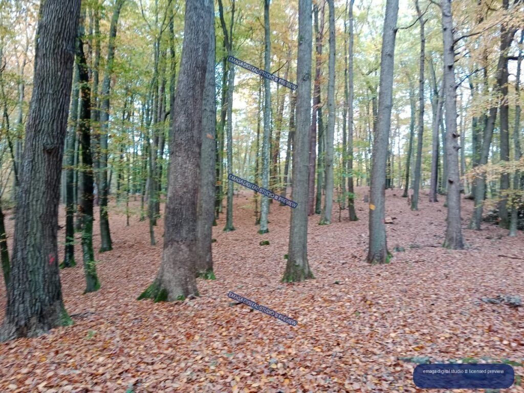 Autumn forest with tall trees and a ground covered in fallen brown leaves.