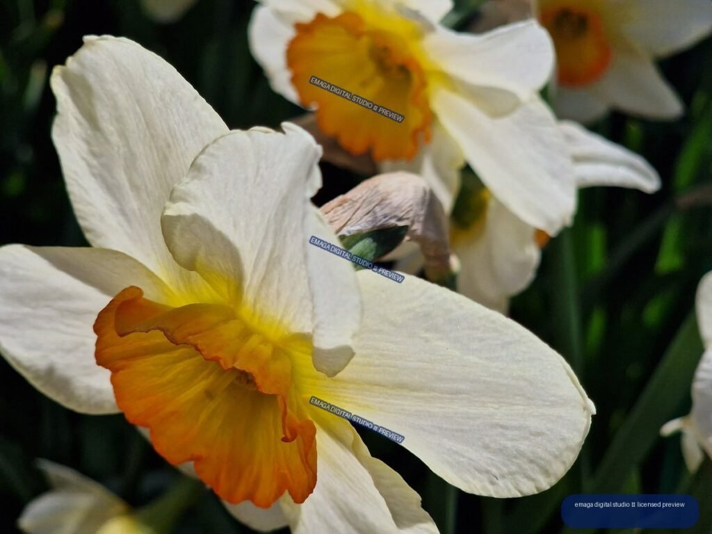 Close-Up of White and Orange Daffodil Flowers in Bloom