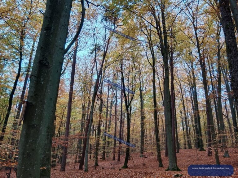 Autumn Forest