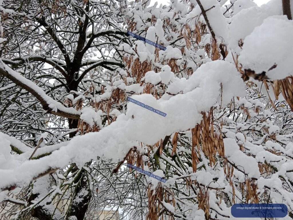 Snow-laden tree branches with brown dried seed pods against a pale winter sky.