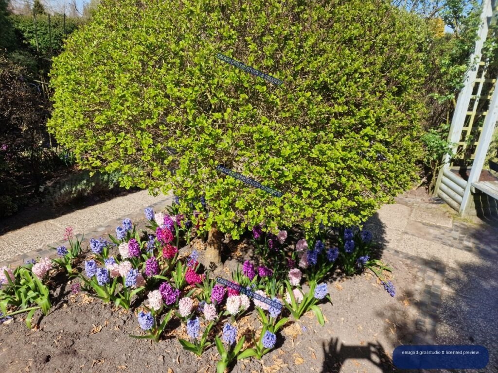 Spring flower bed and trimmed shrub at Hortulus Gardens, Dobrzyca, Poland
