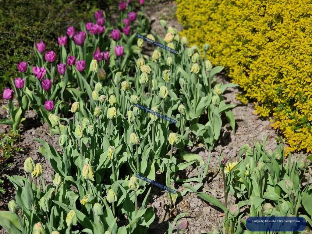 Spring garden bed with pink and pale green tulips — Hortulus Gardens, Dobrzyca