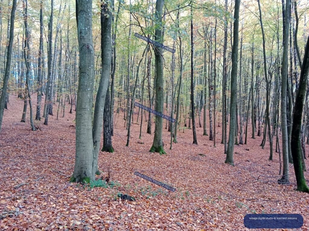 Autumn forest with tall tree trunks, sparse foliage, and a ground carpeted with fallen rust-colored leaves.