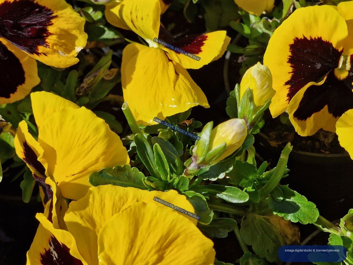 Yellow and Burgundy Pansies at Hortulus Gardens, Dobrzyca, Poland