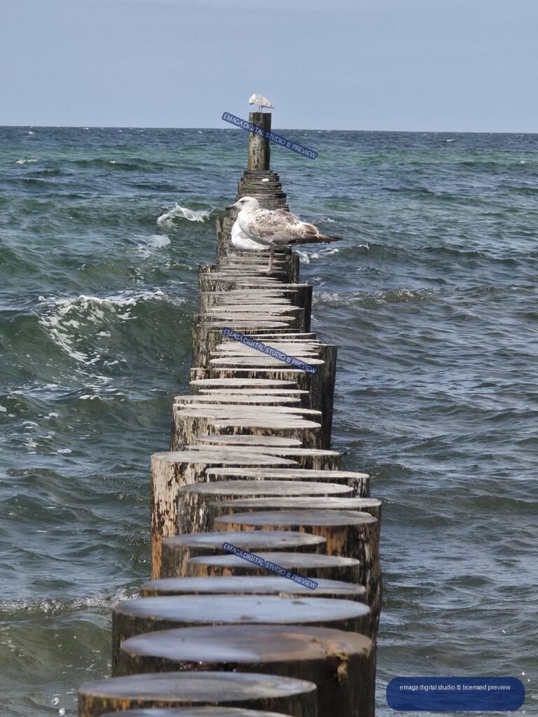 Two seagulls perched on a weathered wooden breakwater extending into choppy blue-green sea beneath a pale blue sky.