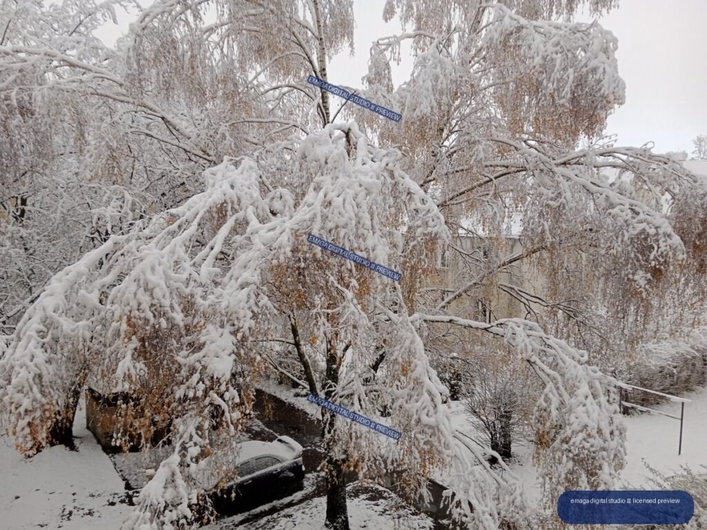 Snow-covered birch trees with drooping branches above a parked car and snowy driveway.