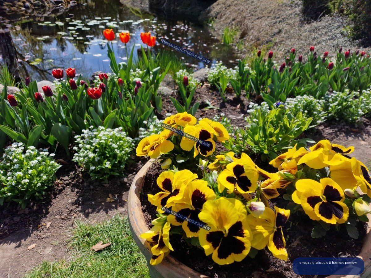 Yellow Pansies and Red Tulips Beside a Garden Pond