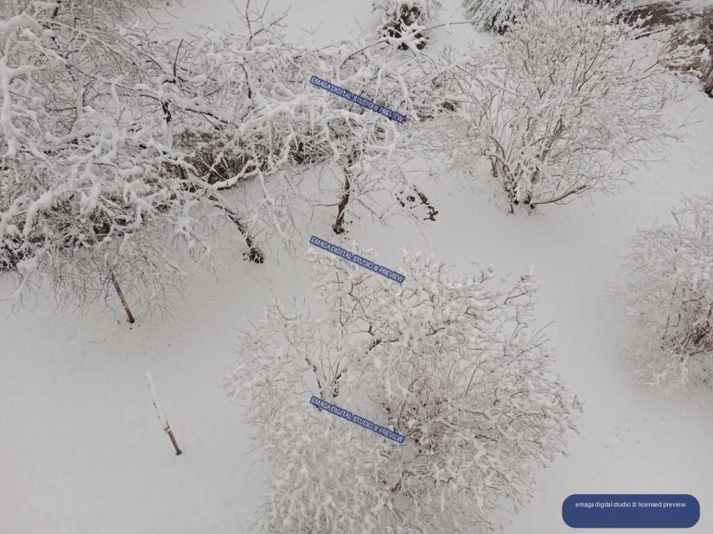 Aerial view of dense shrubs and small trees covered in heavy snow across a white winter landscape.