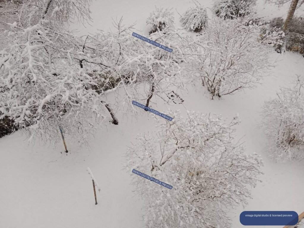 Snow-covered leafless trees and shrubs on a gently sloping winter landscape.