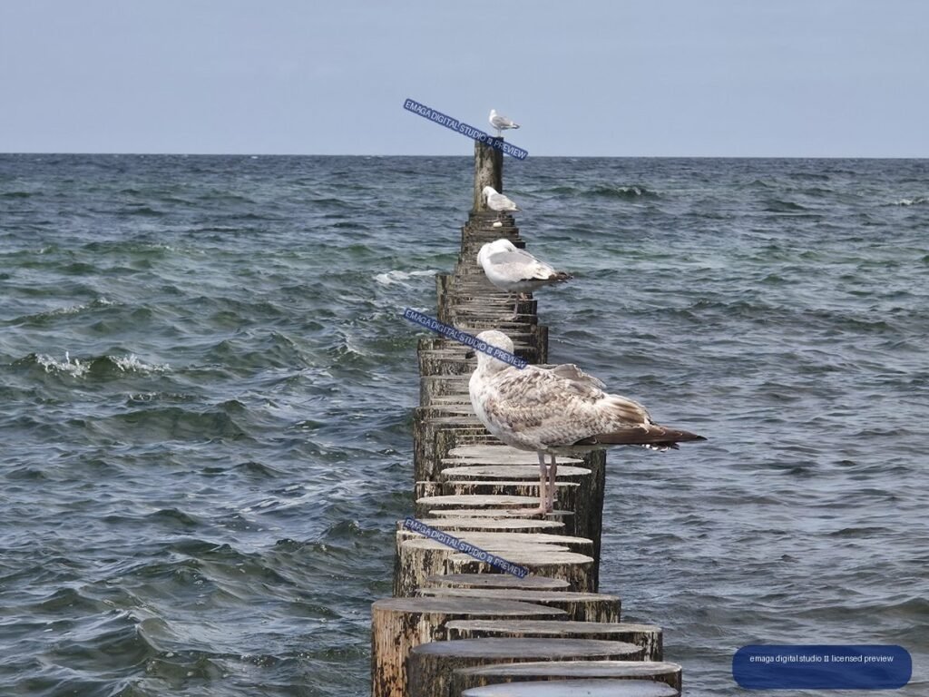 Several seagulls perch along a weathered wooden breakwater extending into choppy open water beneath a pale sky.