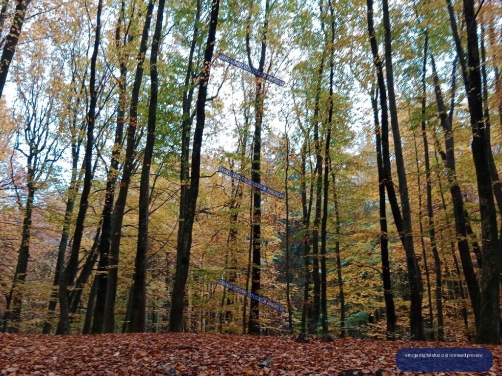 Dense autumn forest with tall dark tree trunks, golden foliage, and fallen leaves covering the ground.