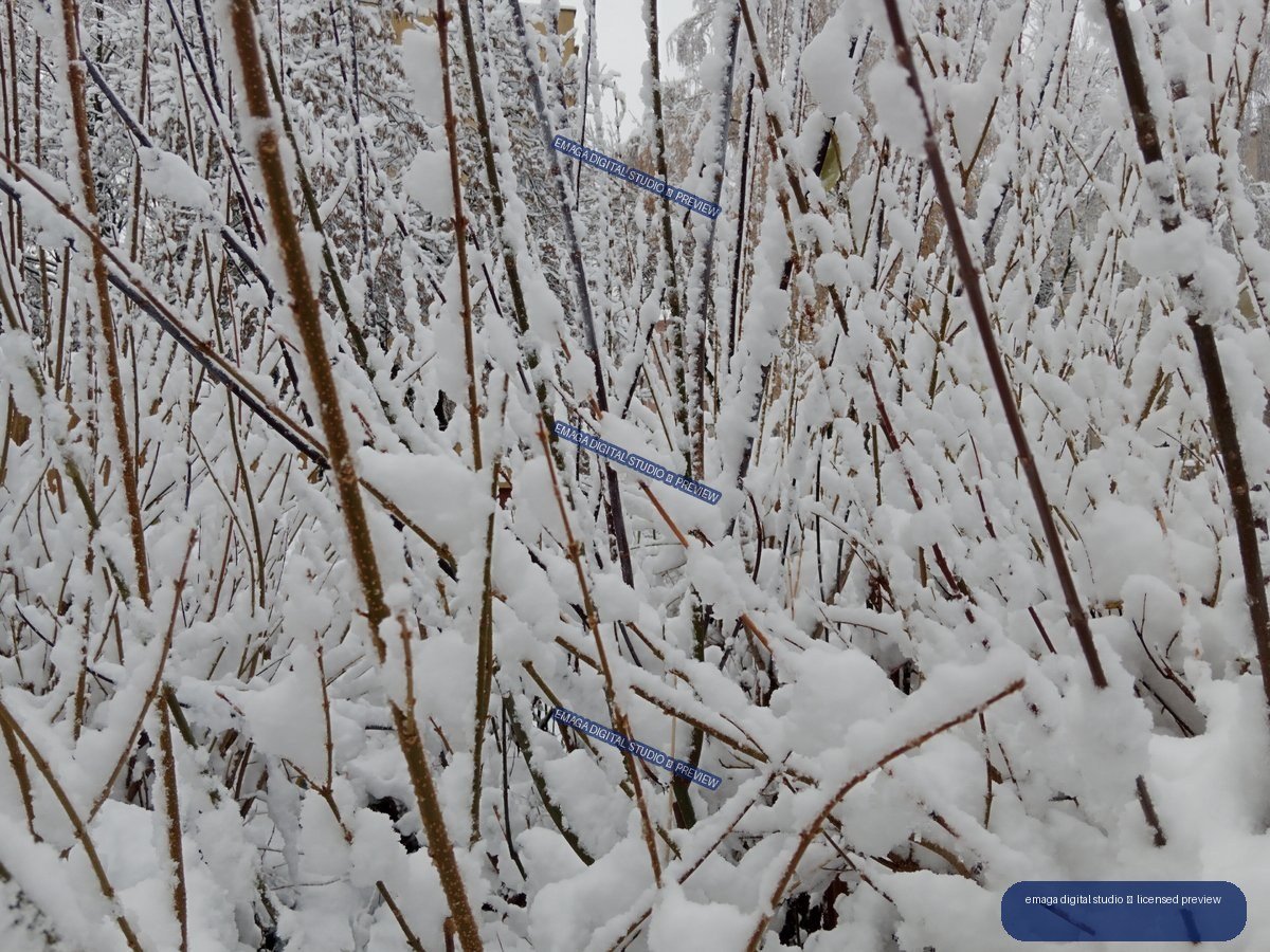 Dense thicket of thin branches and stems covered in thick white snow.