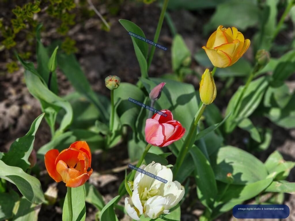 Colorful tulip flowers at Hortulus Gardens, Dobrzyca, Poland