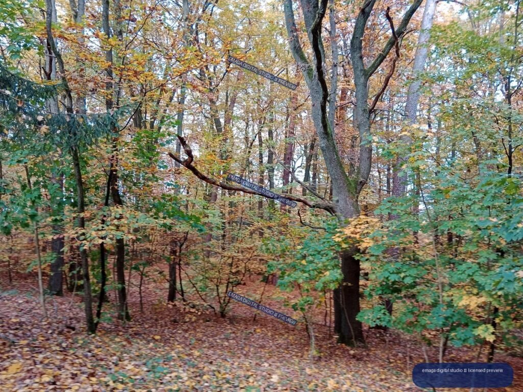 Autumn forest with tall trees, dense green and golden foliage, and fallen leaves covering the ground.
