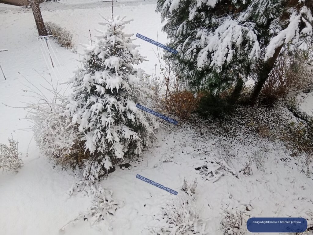 Snow-covered young evergreen and larger evergreen trees surrounded by snowy garden vegetation.