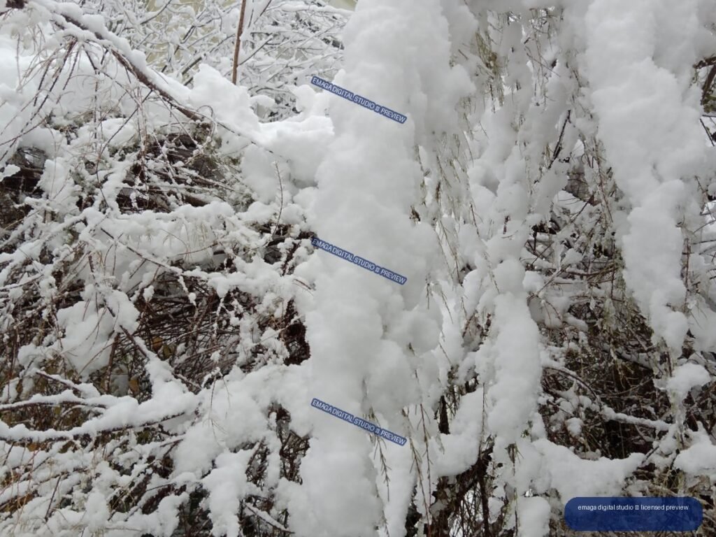 Dense branches and shrubs heavily covered with thick white snow.