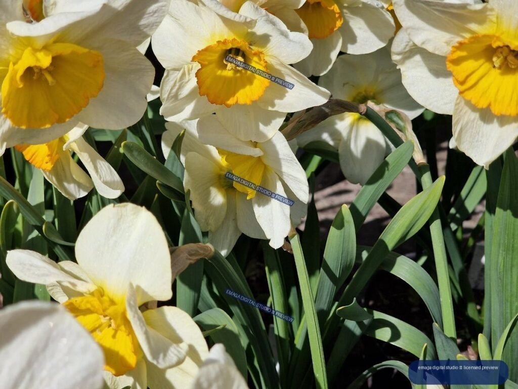 Close-Up of White and Yellow Daffodils in Bright Sunlight