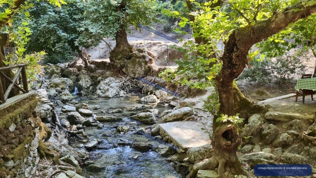 Shaded Woodland Stream Flowing Over Rocks Beneath Large Trees