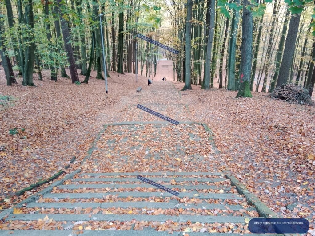 Stone steps covered in fallen autumn leaves descend through a dense forest of tall trees.