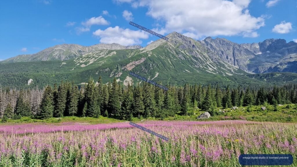 Panoramic view of rugged Tatra peaks above evergreen forest and a pink-purple wildflower meadow.