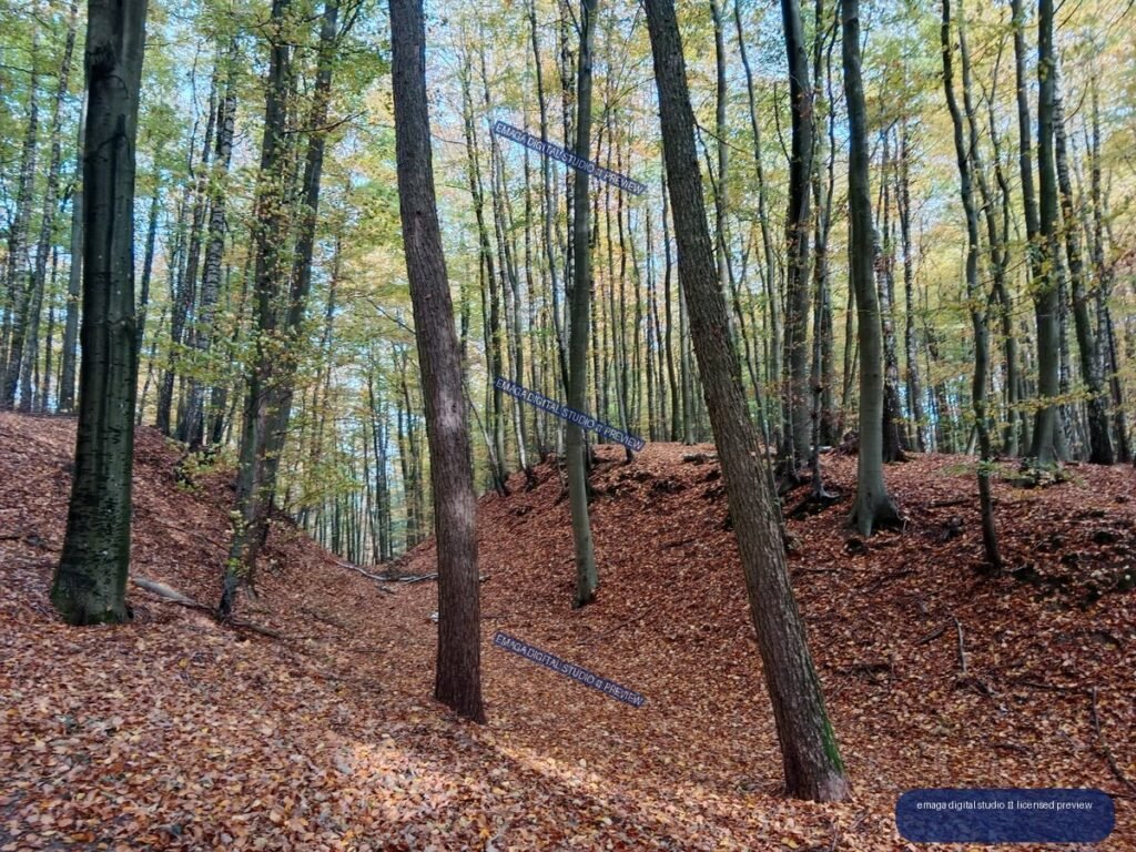 Autumn forest with tall trees, colorful foliage, and a ground covered in fallen leaves.