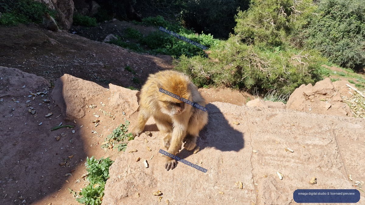 Macaque Sitting on Rocky Ground at Ouzoud Waterfalls, Morocco