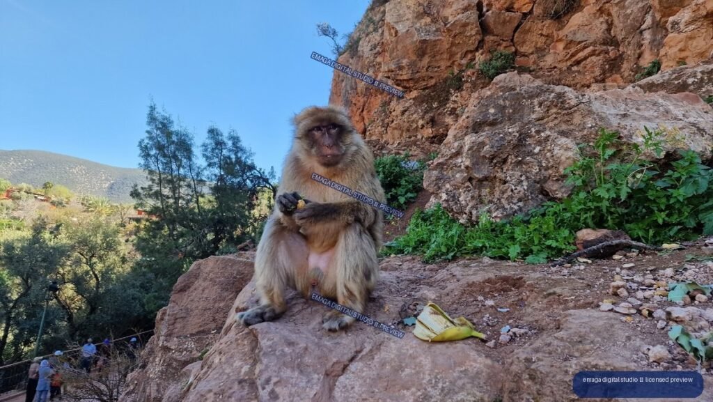 Macaque Sitting on Rocks at Ouzoud Waterfalls, Morocco