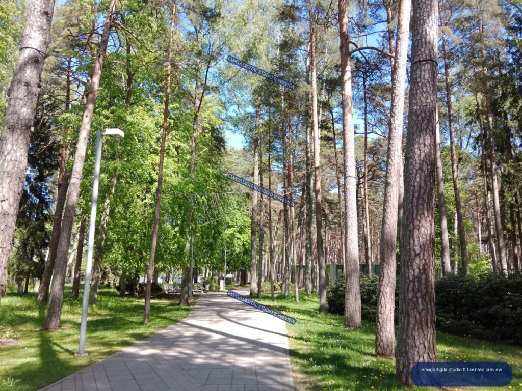 Pine Forest Path in Jurmala, Latvia on a Sunny Day
