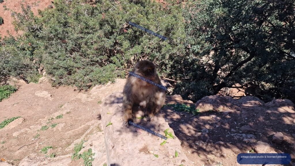 Macaque Sitting on a Rock at Ouzoud Waterfalls, Morocco