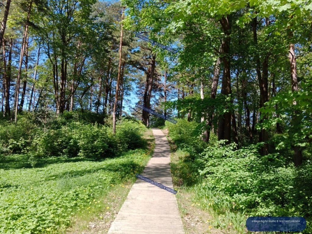 Wooden Forest Path Through Greenery in Jurmala, Latvia